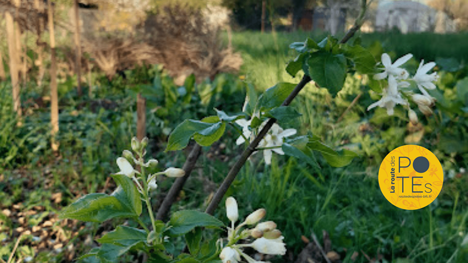 Mettez du comestible dans votre jardin !