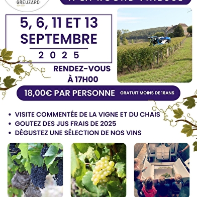 Immersion au cœur des vendanges