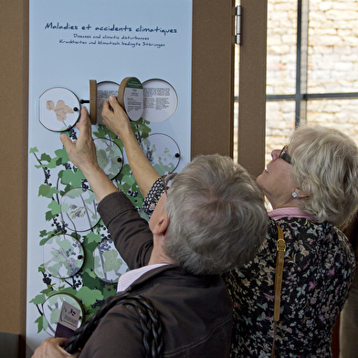 Visites guidées du Cassissium