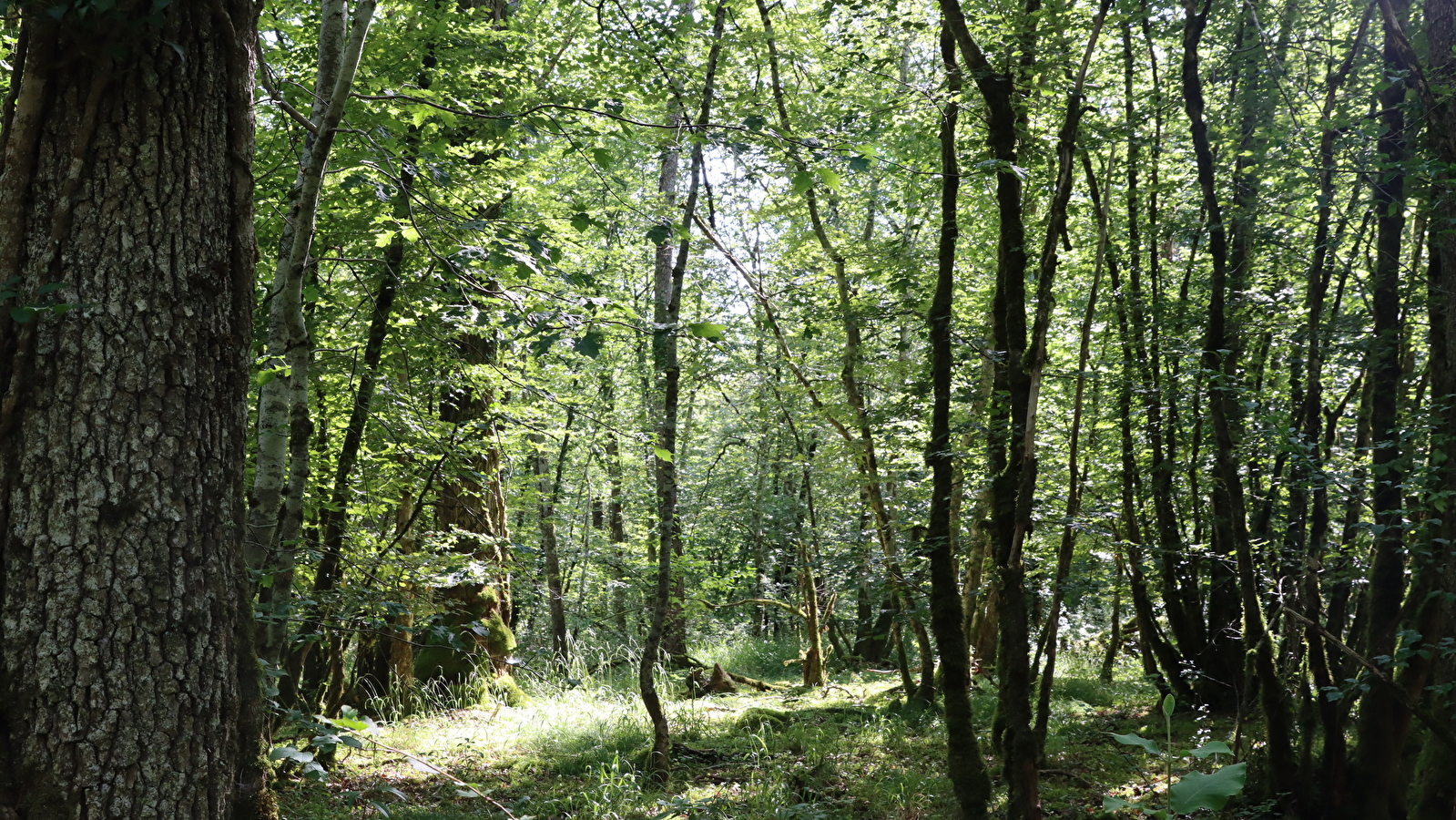 Quand la forêt s'éveille... au Parc national de forêts