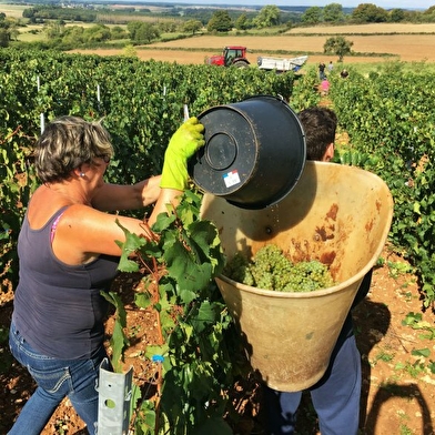 Domaine viticole Guillaume à Charcenne