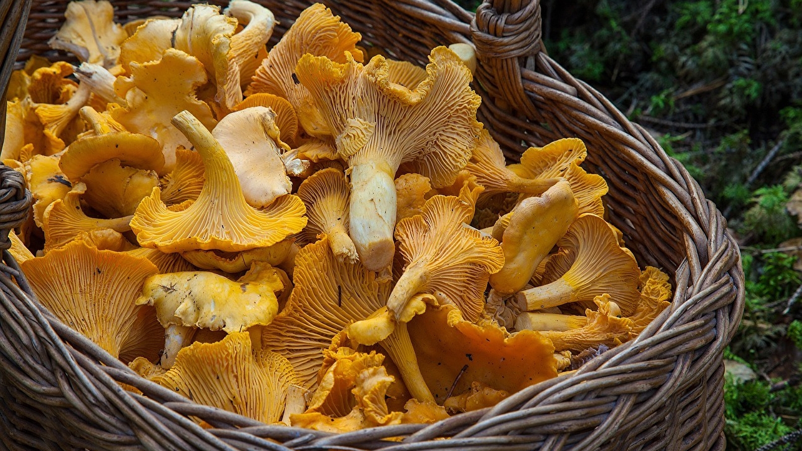 Fête de la girolle