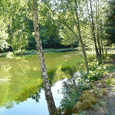 Le nid du moulin des oiseaux