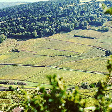 Entre vignes et roches