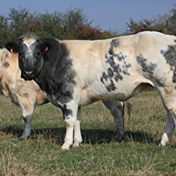 Visite de la ferme d'élevage Blanc Bleu du Morvan et Dîner à l'Auberge Gourmande - VANDENESSE