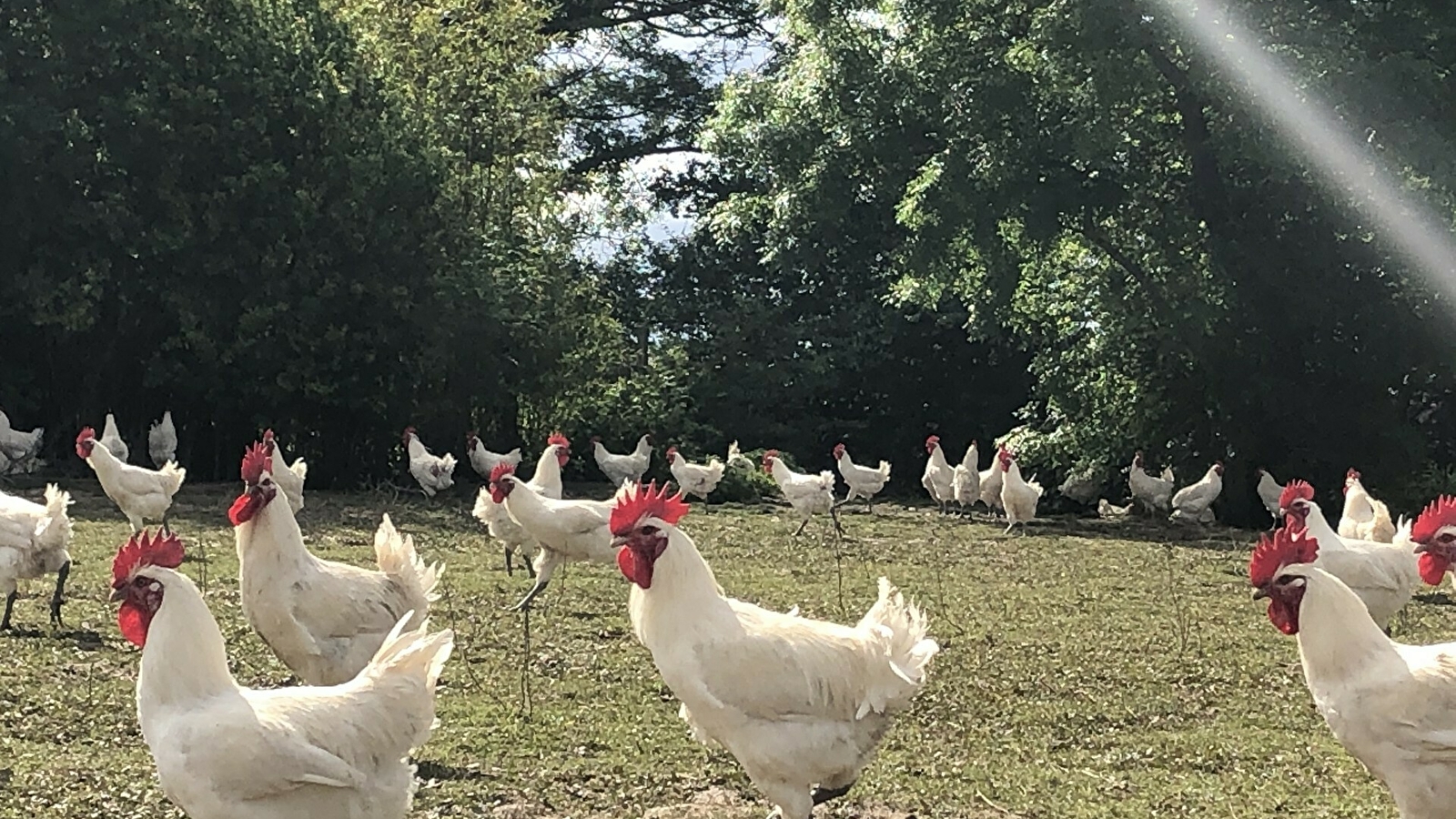 La Guyotte - Ferme Bressane