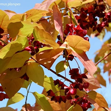 Arboretum Adeline