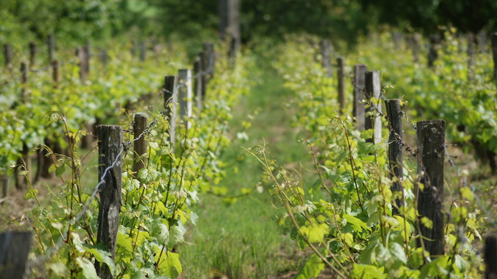 EARL Domaine Bonnardot Père et Fils