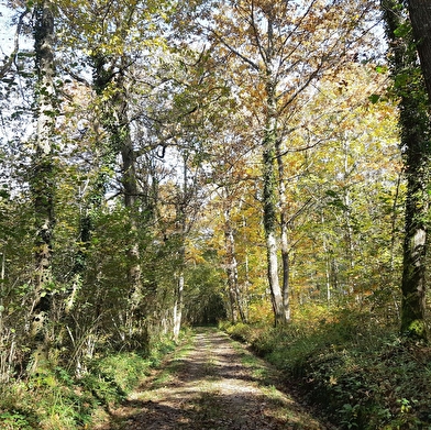 Bresse Vallons - Etangs de Bizadan et de But - Voie royale