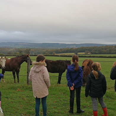 Visite de l'élevage de chevaux américains