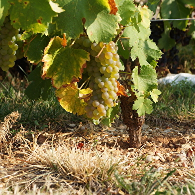 Visite guidée du vignoble de la Côte de Beaune