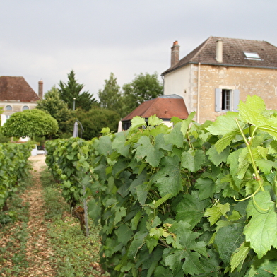 Maison dans le vignoble de chablis