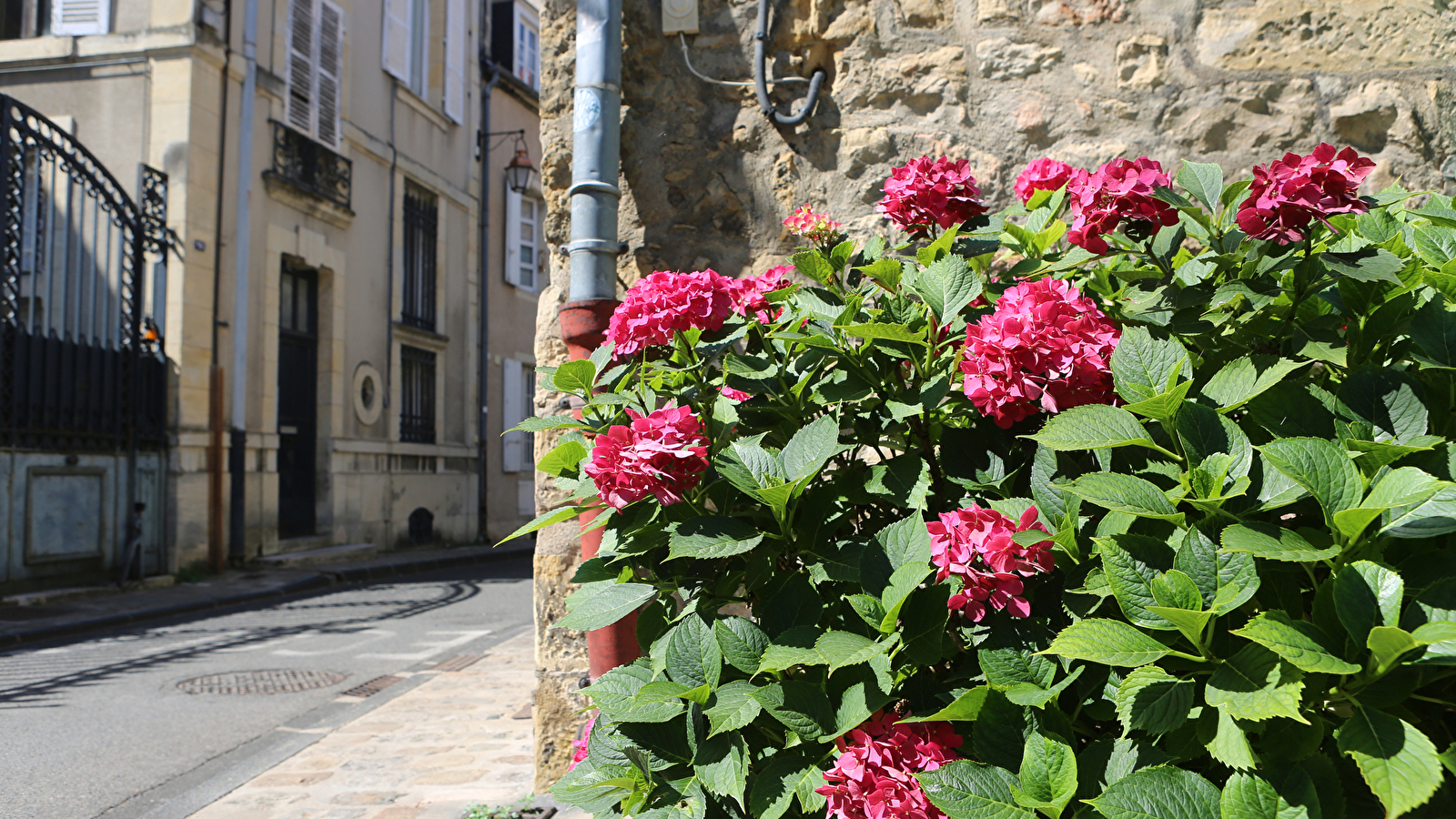 Rendez-vous aux jardins: visite guidée 'les Sauvageonnes de nos rues'
