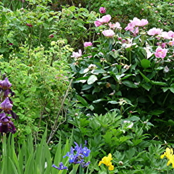 Tous au jardin - LAIN