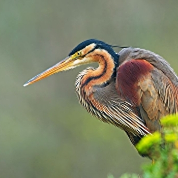 Les oiseaux nicheurs de l'étang de Pontoux - PONTOUX