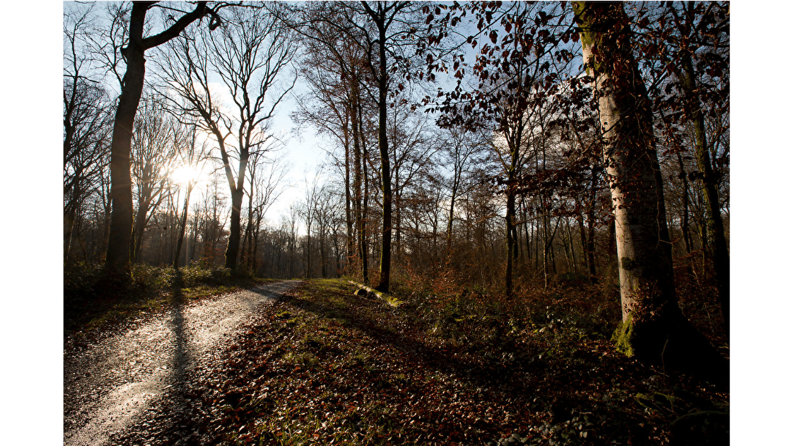 Le Vieux Tilleul