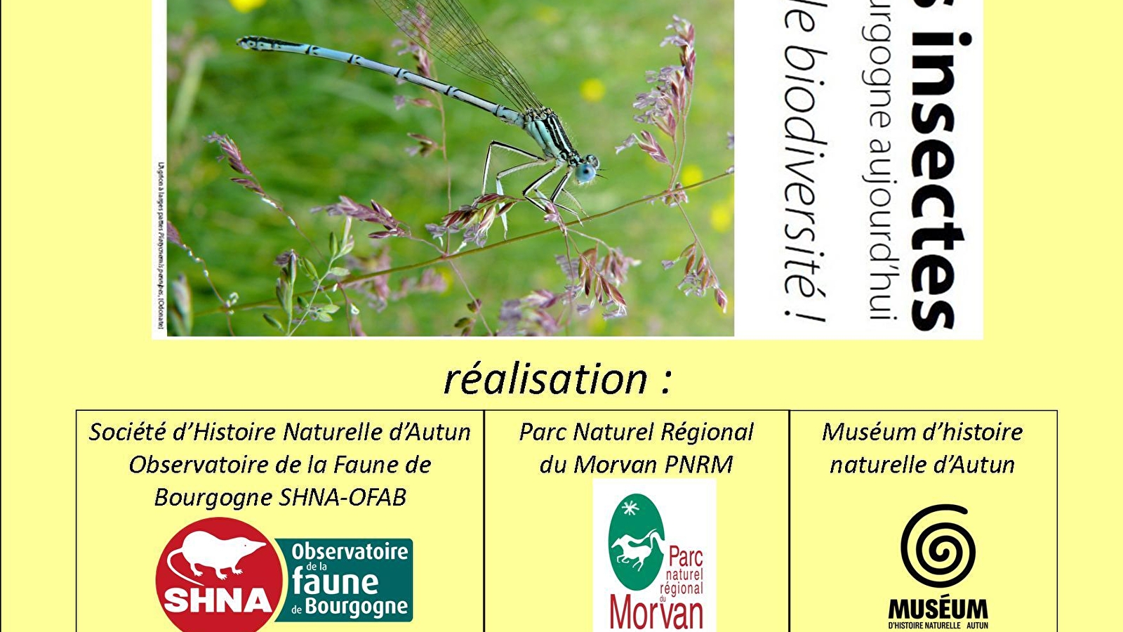 Exposition : les insectes en Bourgogne aujourd'hui, quelle biodiversité !