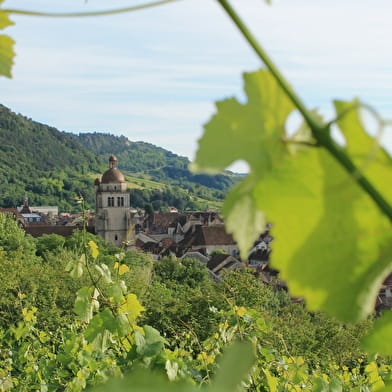 De la vigne au verre
