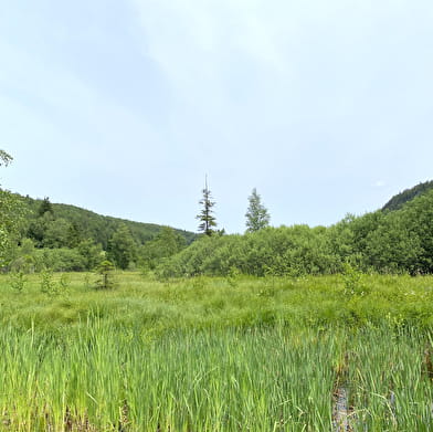 Tourbière de l'Entre Côtes du Milieu