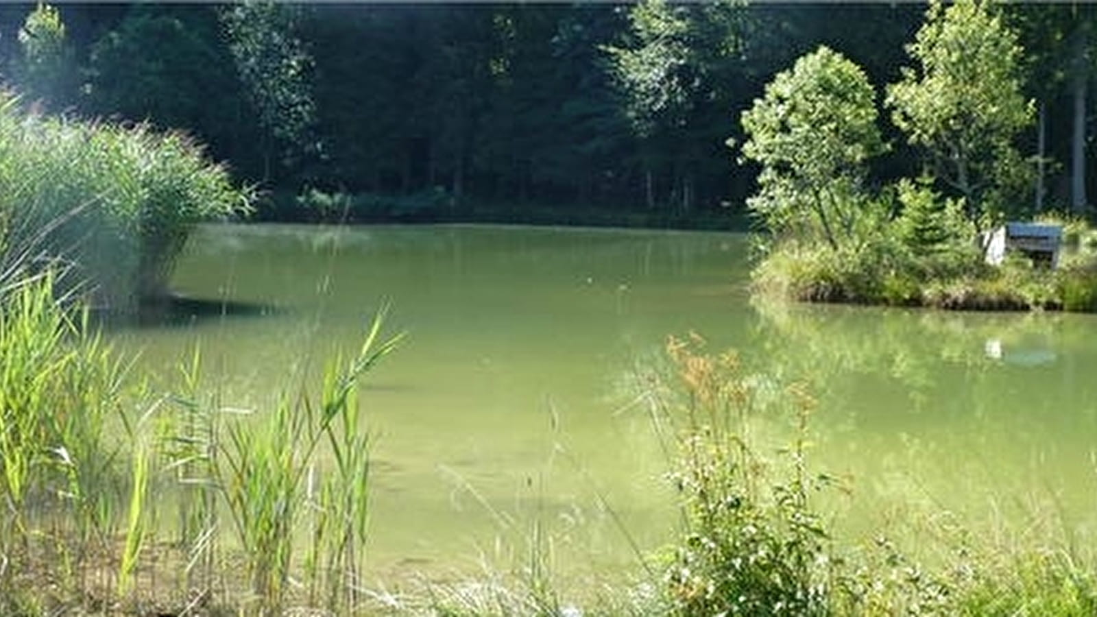 Pêche au plan d'eau des bruyères