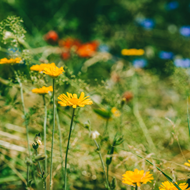 Arboretum Pierre et Serge Antier