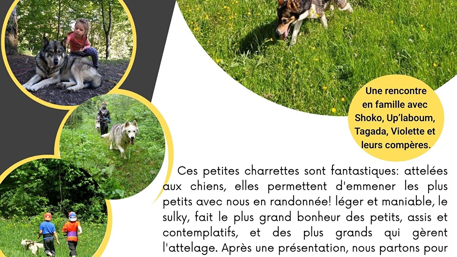 Cani rando et sulky pour les familles