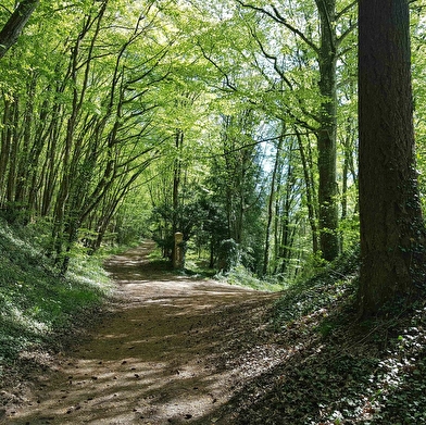 Circuit de Dixmont n°1 : la Mine - Le Kiosque - Le Prieuré de l'Enfourchure