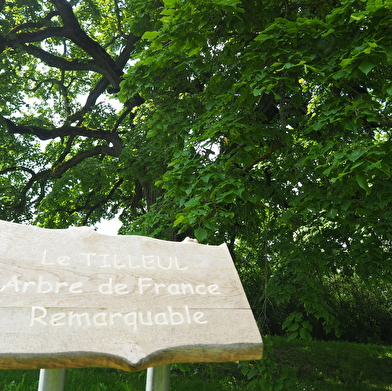 Le Tilleul de Chaignay