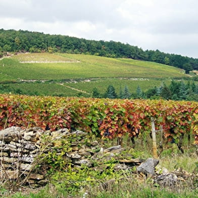 clos de Bourgogne, Master class découverte' Oenologie et dégustation'  des vins de Bourgogne 
