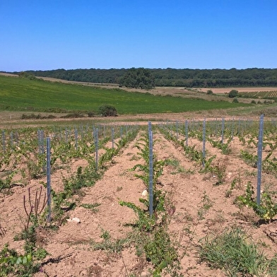 Domaine Amelie Guillot