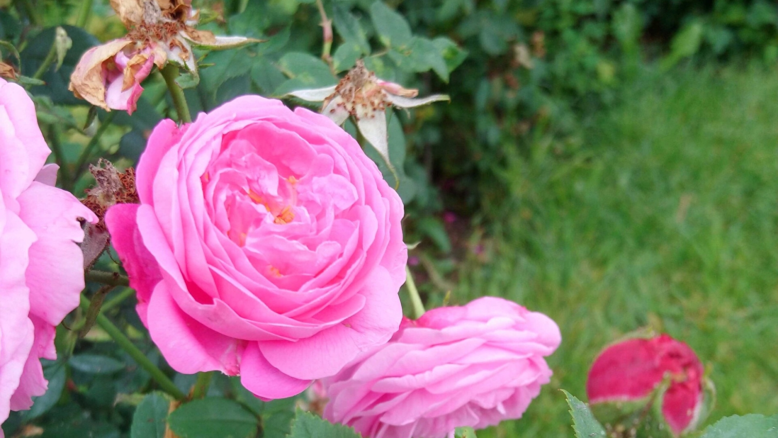 Visite du Jardin Saint Hugues