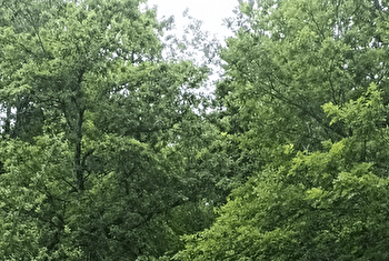 Vignes de Loray - SAULES