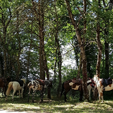 Ferme équestre élevage Juan