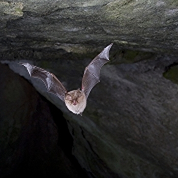 Nuit de la chauve-souris au Parc national de forêts - VANVEY