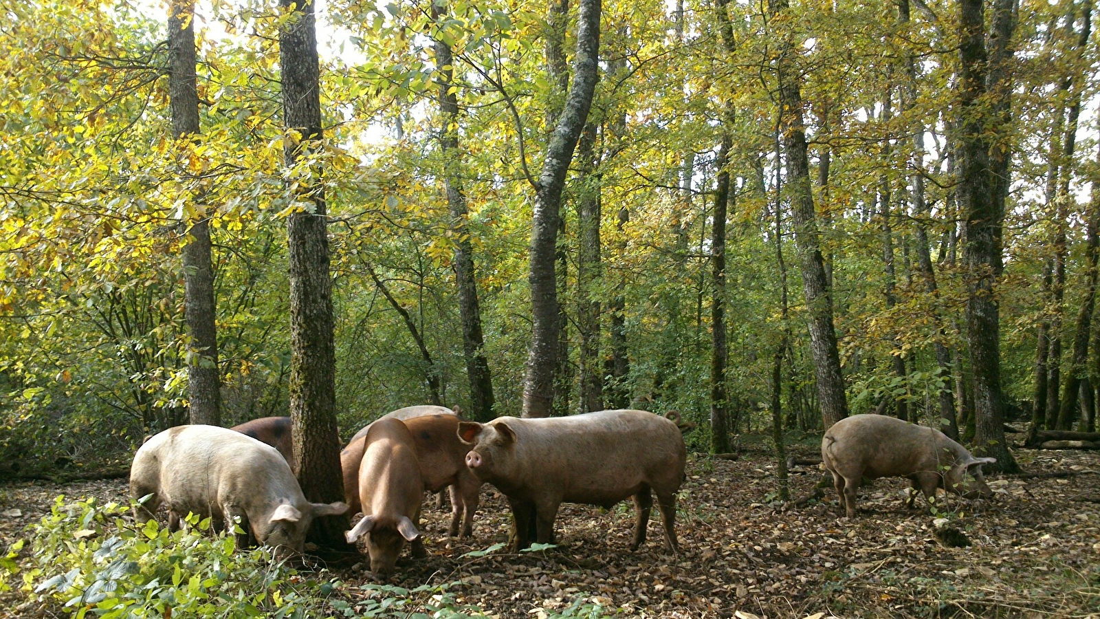 Le Cochon de Montgré