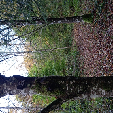 Arboretum du Lison à Nans-sous-Sainte-Anne