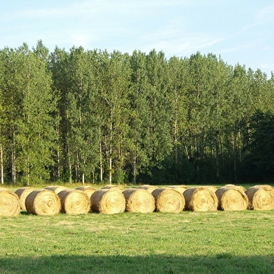 Etangs et moulin