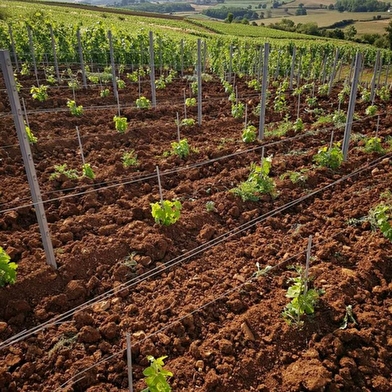 Vincent ROYET - Grands Vins de Bourgogne