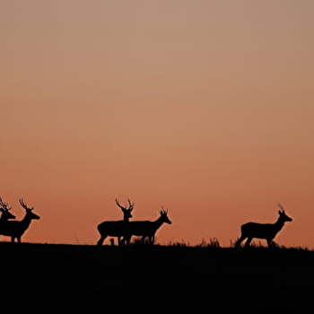 Affût sauvage au crépuscule au Parc national de forêts - LEUGLAY