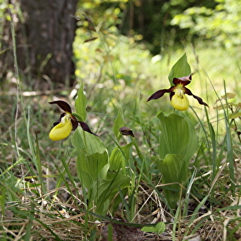 Découverte de la biodiversité dans l’ombre du Sabot de Vénus, à Vanvey (21) - LEUGLAY