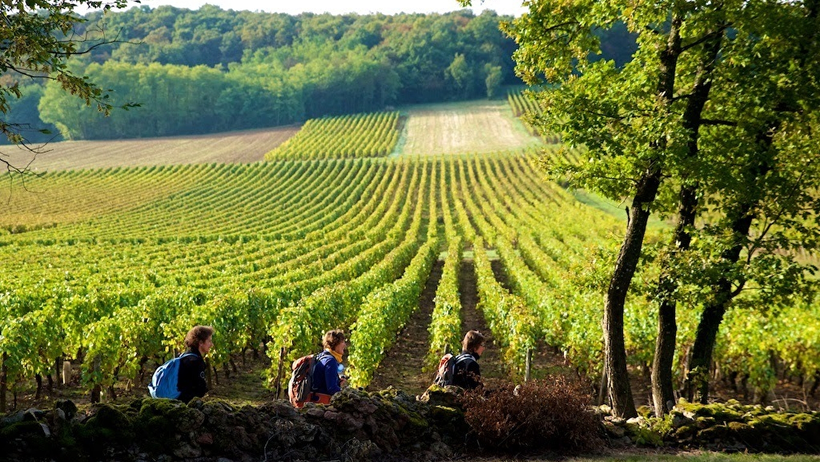 Viré, la montagne et son vignoble