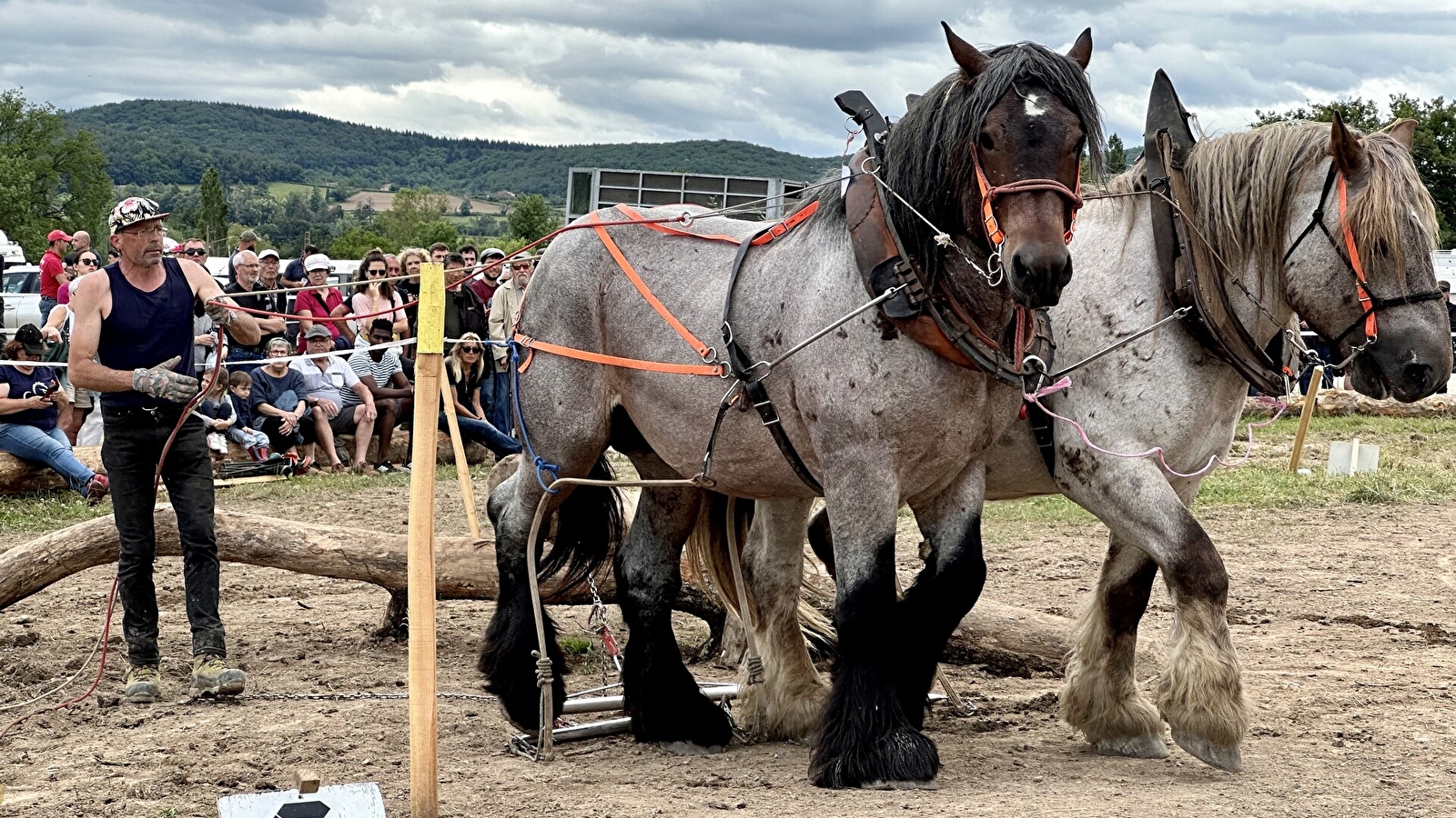 Championnat de France de débardage à cheval