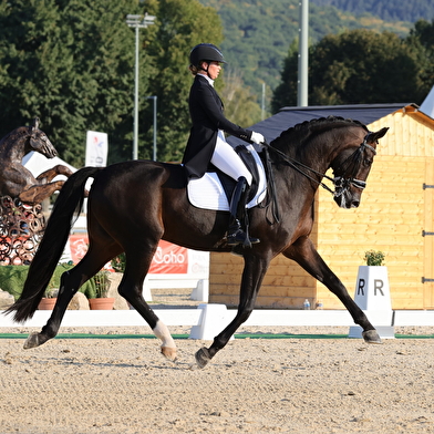 Concours Hippique - Dressage pro élite