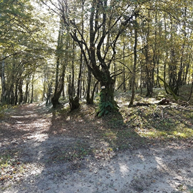 Bresse Vallons - Etangs de Bizadan et de But - Voie royale