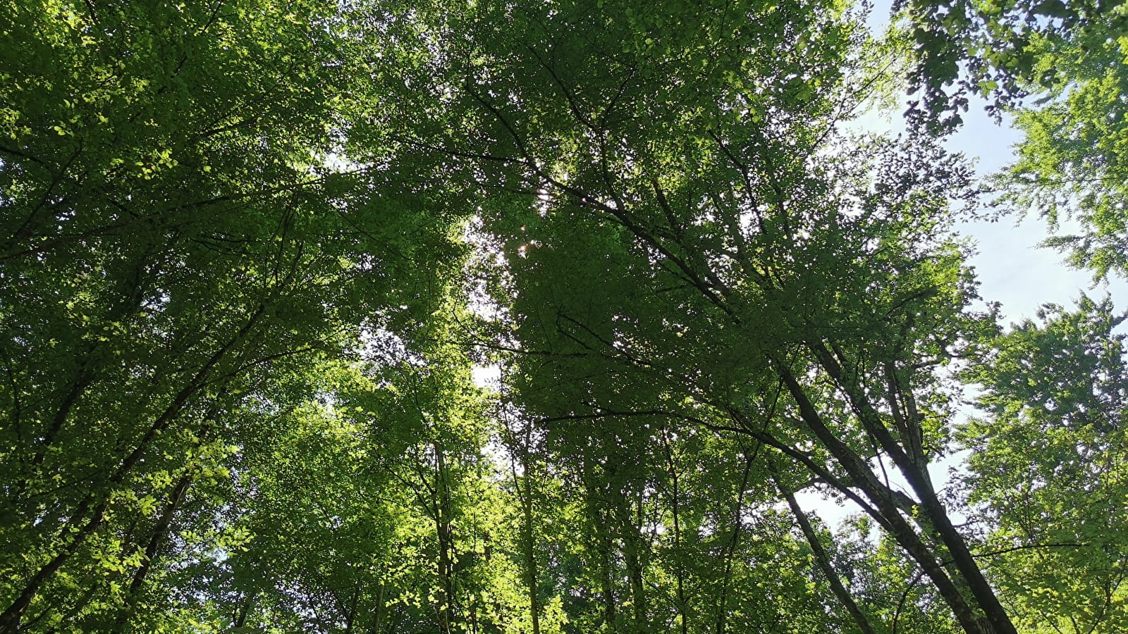 Forest Discovery Tour - Parc national de forêts