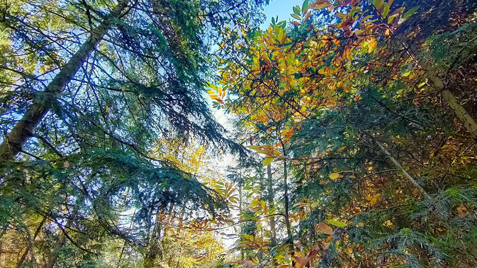 KANWITA - Ateliers et sorties Nature au coeur de la forêt