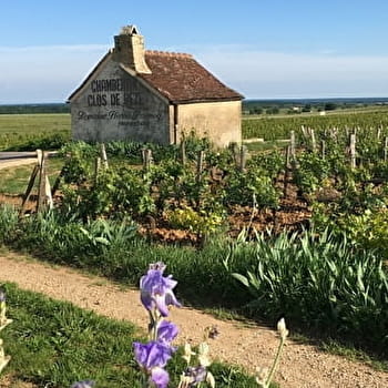 Wine & Tours, Côte de Nuits - GEVREY-CHAMBERTIN