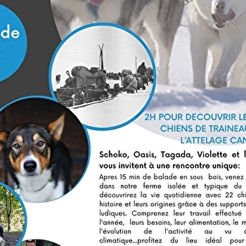 Visite de parc et immersion avec les chiens de traineaux - LAMOURA