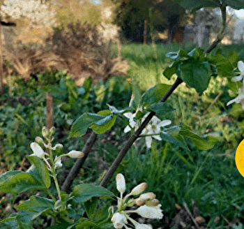 Mettez du comestible dans votre jardin ! - JOIGNY