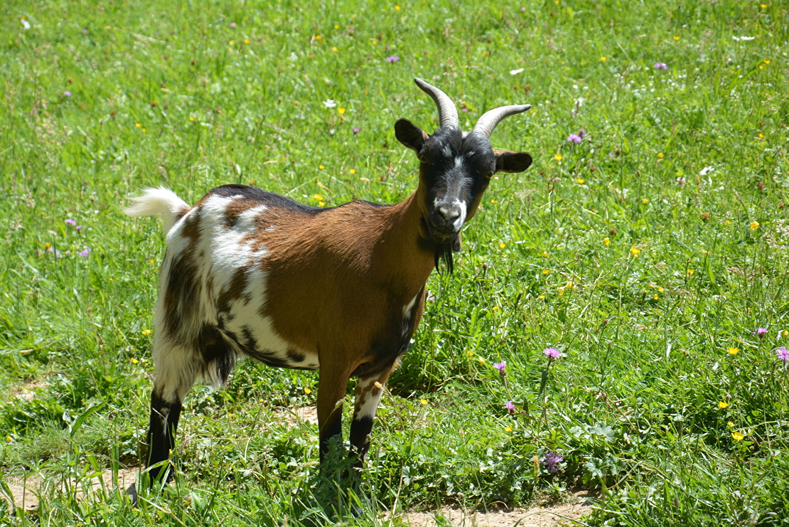 La guiguitte en folie, parc animalier et de loisirs